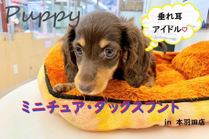 【 ミニチュア・ダックスフント 】元気いっぱい短足女子！お家のアイドル間違いなし!