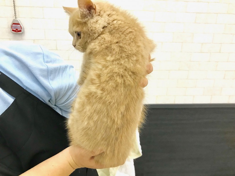クリームのふわふわの被毛 | ブリティッシュショートヘア （117192） - 鎌ヶ谷店