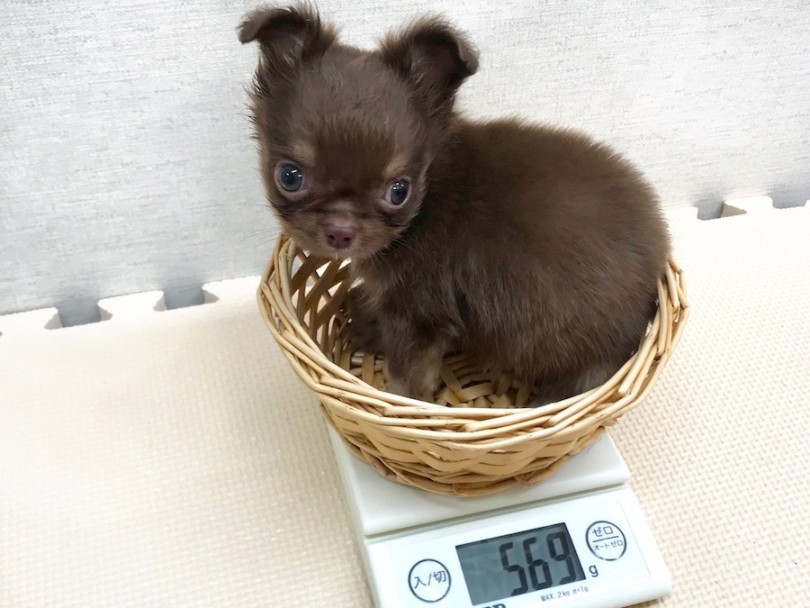 成犬時は2.7kg前後を予想 | チワワ （120180）- 今宿店