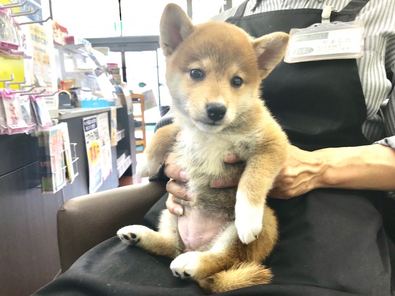 従順で一緒に生活しやすい子 | 柴犬 （117203） - 鎌ヶ谷店