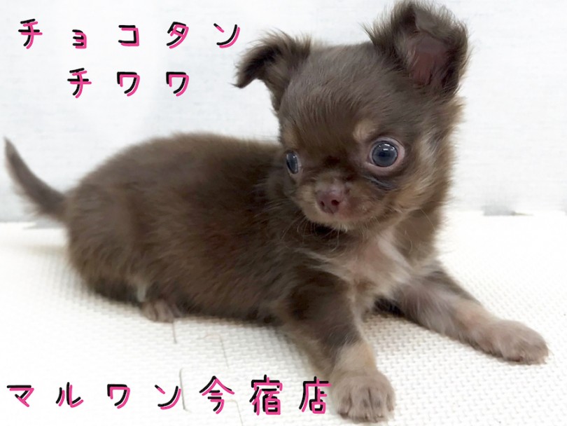 【 チョコタン チワワ 】ドワーフ！ムッチリ！小さめサイズベイビーを徹底分析！