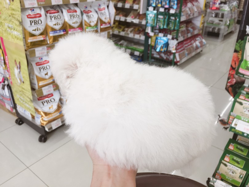 成犬時の体重は約3〜6kg程度 | ビションフリーゼ （6130801） - 大倉山店