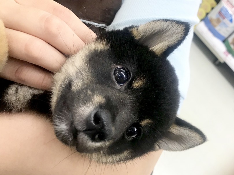 甘えん坊の柴ちゃん！抱っこされてこの表情 | 柴犬 （914465） - 志村坂下店