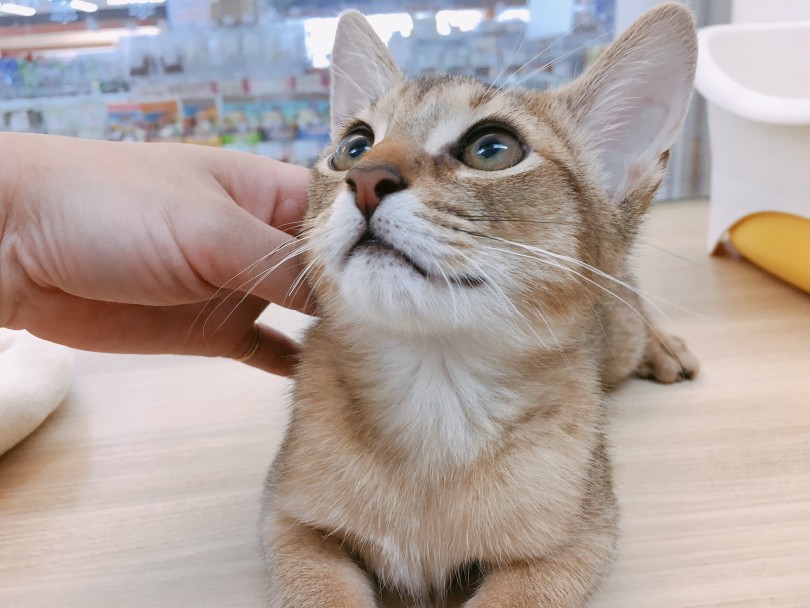 猫ちゃんと仲良くなるには「お首ムニムニ」が鉄板 | アビシニアン （6130790）- 大倉山店