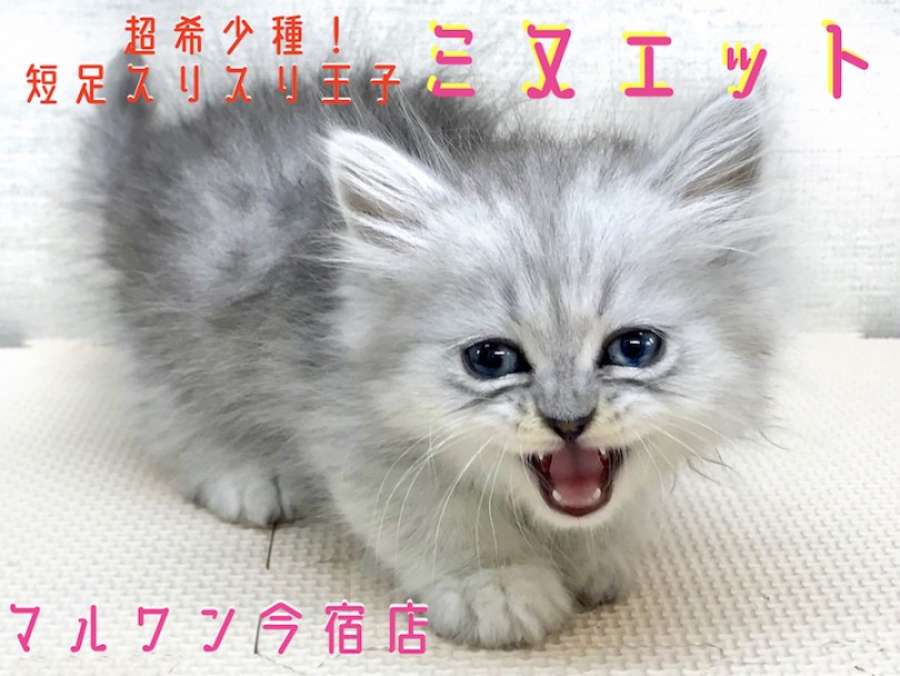 【 ミヌエット 】超希少種！短足スリスリ王子が今宿店に仲間入り！可愛い仕草と仲良くなる方法は必見です！