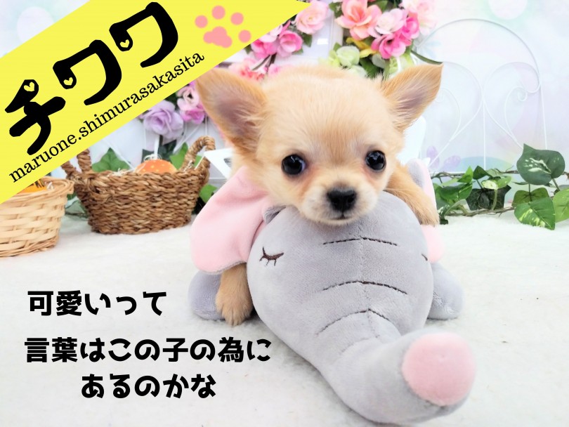 【 チワワ クリーム 】究極の癒し系！！ぬいぐるみチワワが板橋に登場！！