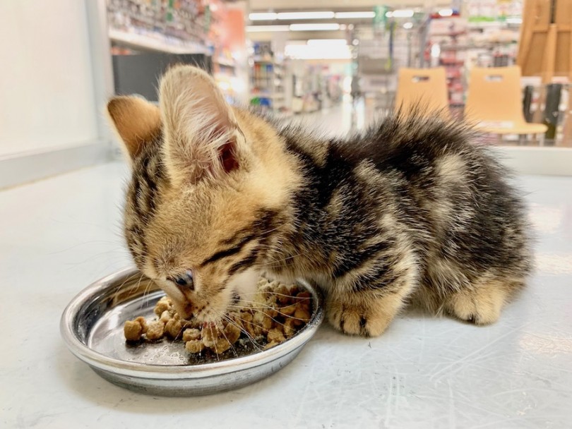 食欲旺盛でワイルドな食べっぷり | ジェネッタ （814527） - 相模大塚店