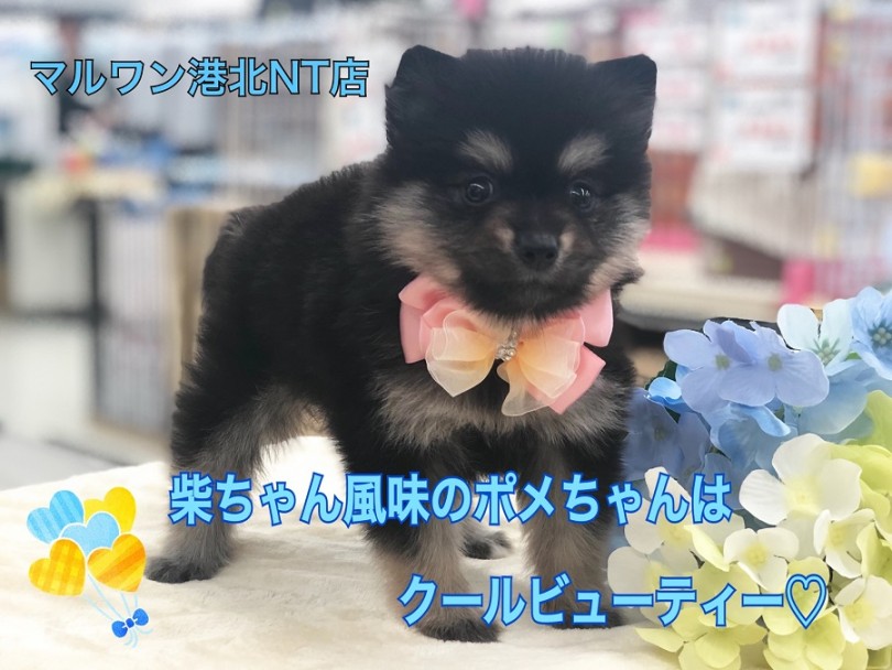 【 ポメラニアン 】柴ちゃん風味のポメちゃんは クールビューティー