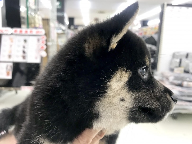 憂いがある雰囲気は黒柴ちゃんだからこそ | 柴犬 （914465） - 志村坂下店