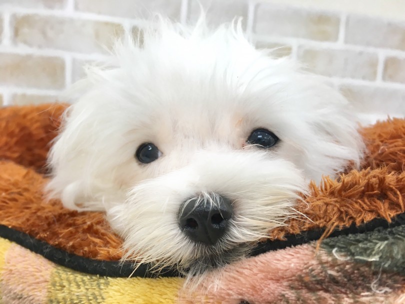極小フワフワマルチーズ君に会いに来てください♪ | マルチーズ （713626） - 鶴見店
