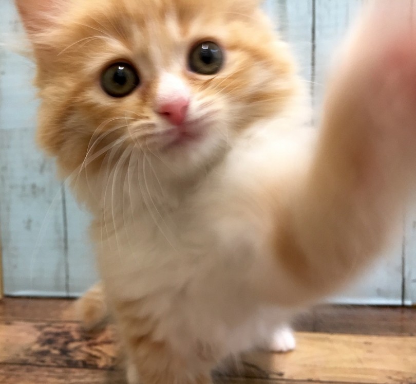 猫じゃらしを見た途端に目をキラキラ | ラガマフィン （118340） - 城山店