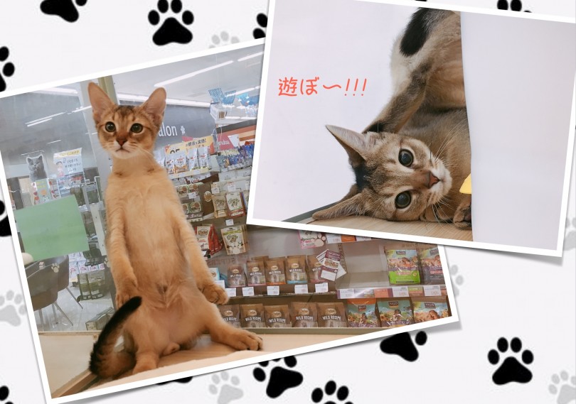 人懐っこい性格で育てやすい | アビシニアン （6130790）- 大倉山店