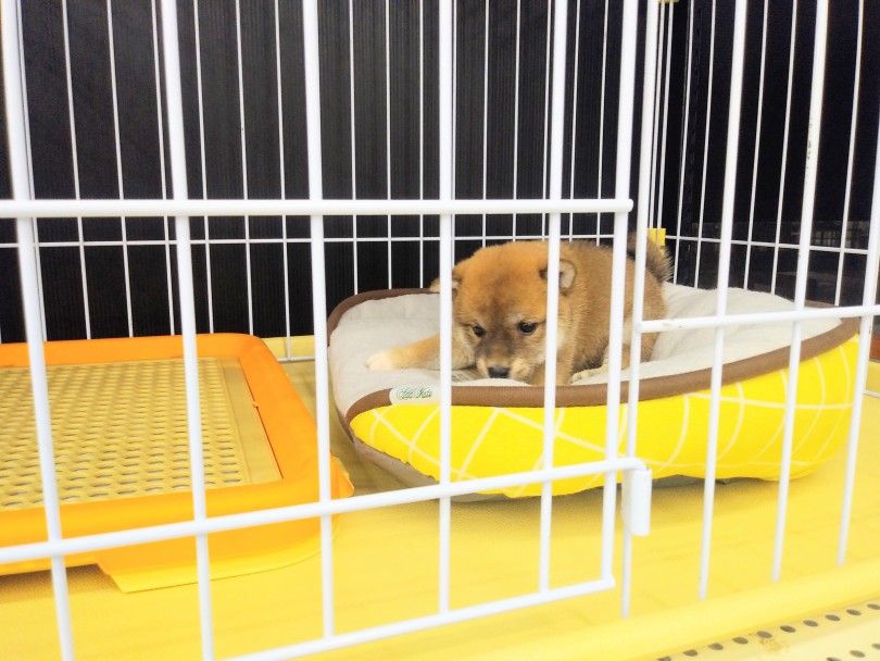 お家に豆柴ちゃんを迎えたらまず、安心できるお家（サークル）を用意してあげましょう！ | 豆柴 （914471） - 志村坂下店