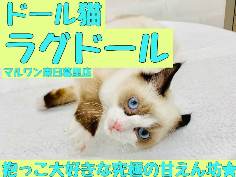 【 ラグドール 】おそらくマルワンの中で一番抱っこ好きにゃんこ！