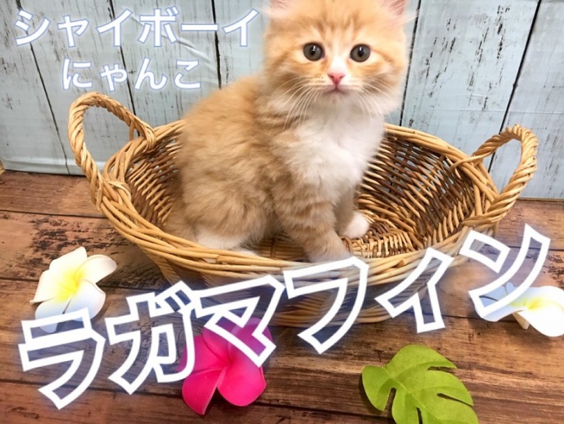 【 ラガマフィン 】超絶イケメンの超毛量ニャンコ！モフモフ好きの方は要必見！！