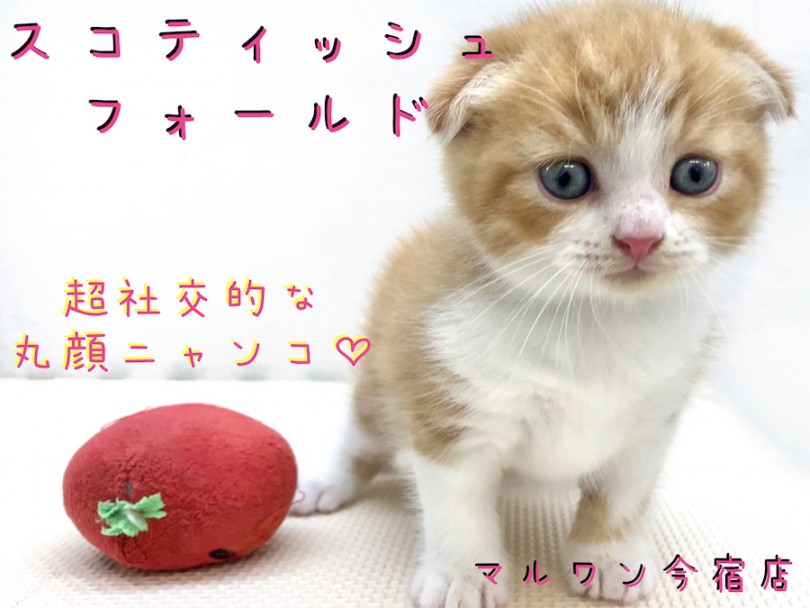【 スコティッシュフォールド 】まるがお・たれ耳の温厚にゃんこ！食育方法も伝授！