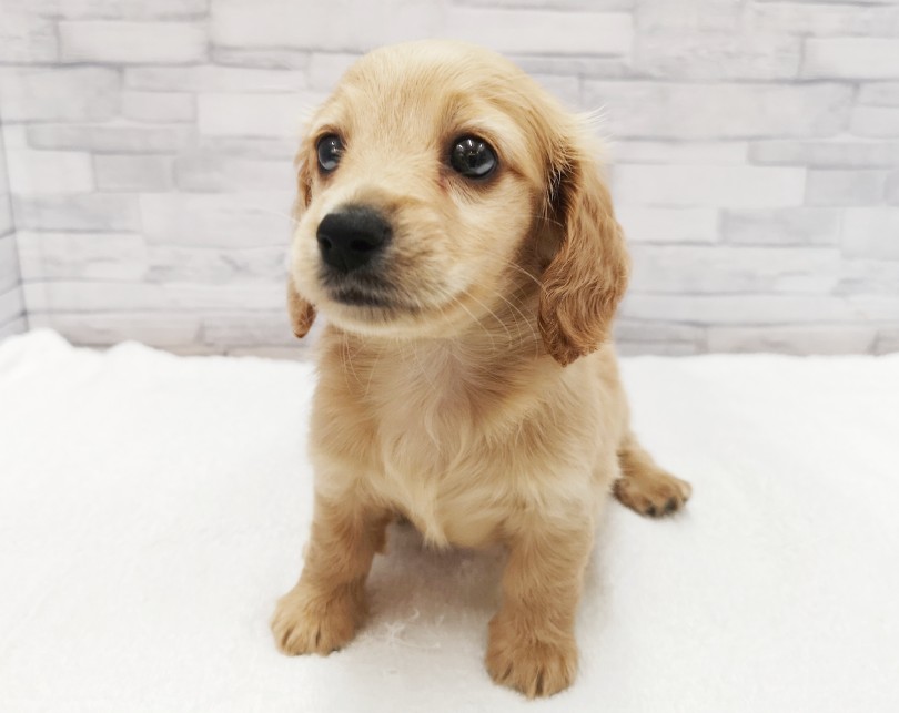 明るく犬らしい人懐っこい性格 | ミニチュア・ダックスフント （412782） - さいたま 武蔵浦和店