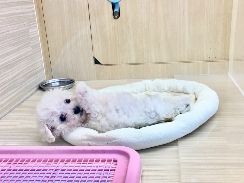 犬種の中でも遺伝病が少ないワンちゃん | ビションフリーゼ （6130801） - 大倉山店