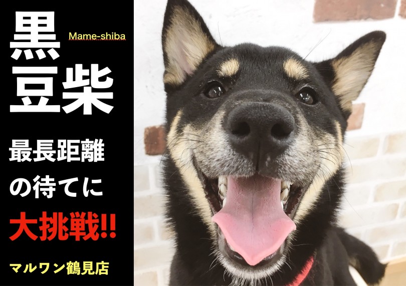 【 豆柴 】最長距離の待てに挑戦!!頑固さチェックをしたら…まさかの結果が…!!
