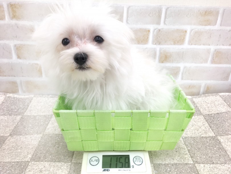 現在生後5ヶ月で体重が約1.2kg | マルチーズ （713626） - 鶴見店
