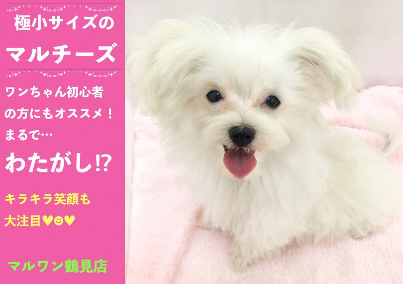 【 マルチーズ 】ワンちゃん初心者の方にもオススメ！まるでわたがし⁉極小マルちゃん！