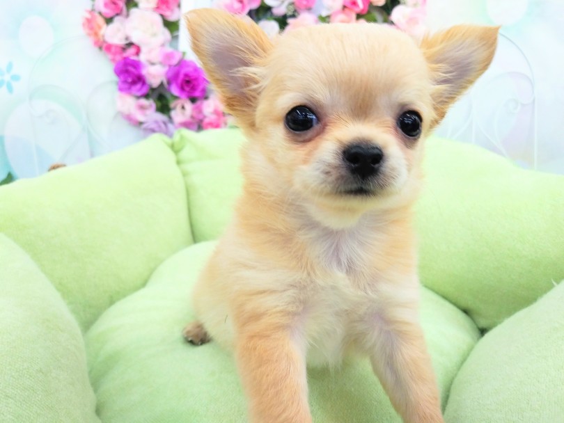 成犬時の体重が1.5～3kg、体高は12～20cm程の犬種 | チワワ （914462） - 志村坂下店