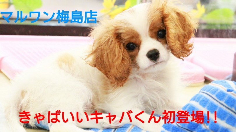 【 キャバリア 】滑らかな被毛はまるで錦糸！？優雅さ溢れるきゃばいいキャバをご紹介！