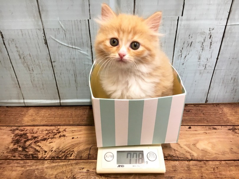生後約2か月で体重778g 成猫時推定体重は3～6kg | ラガマフィン （118340） - 城山店