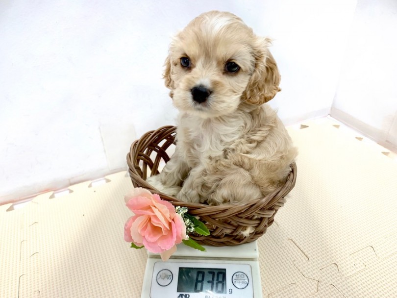 成犬時の予想体重は8kg前後 | アメリカンコッカースパニエル （814525） - 相模大塚店