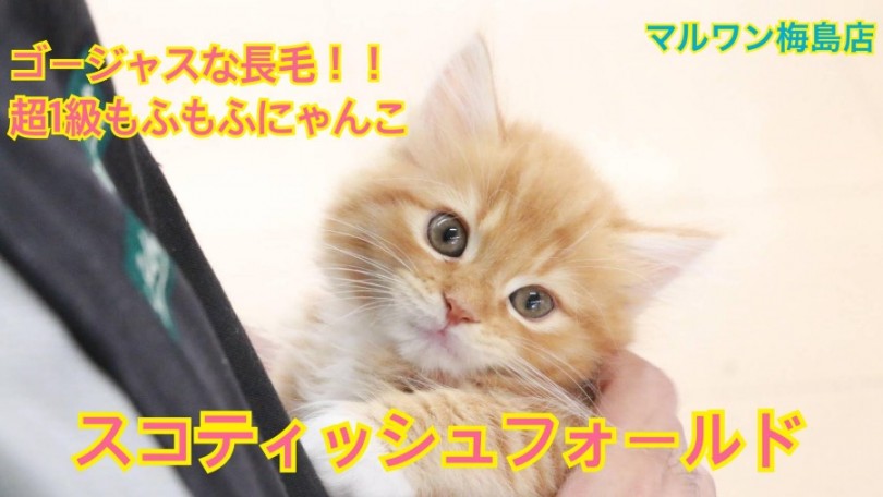 【 スコティッシュフォールド 】足袋も履いているスペシャルもふもふにゃんこ！
