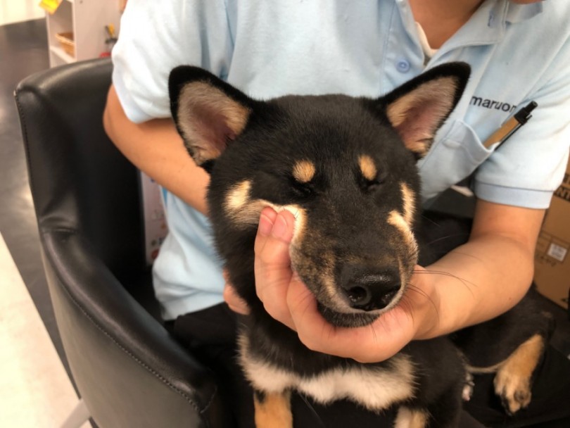 されるがまま状態 | 柴犬 （119140） - 梅島店