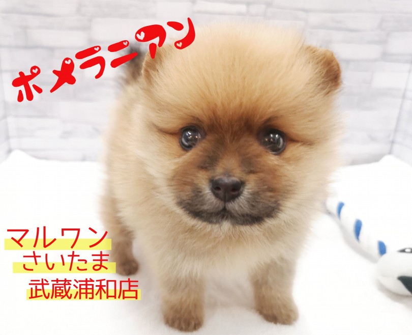 【 ポメラニアン 】ゲキカワ！お子様の遊び相手にオススメなカワウソ系ポメ！