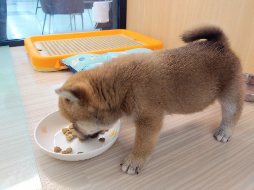 食欲がある事は元気なしるし | 豆柴 （914471） - 志村坂下店