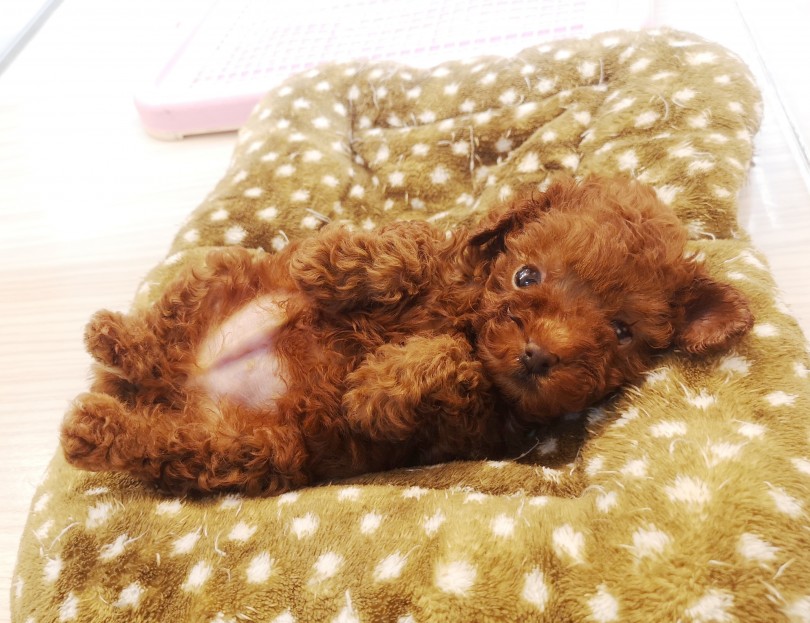 小型犬の中で最も賢い、毛が抜けにくい、初めてのワンコにピッタリ | トイ・プードル （412789） - 武蔵浦和店