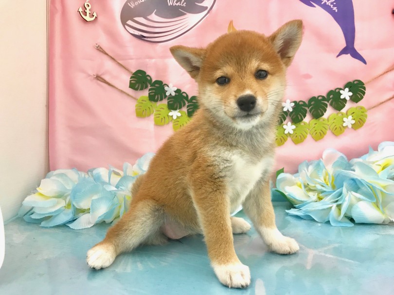 魅力1.女子の憧れ！小顔美人！ | 柴犬 （117203） - 鎌ヶ谷店