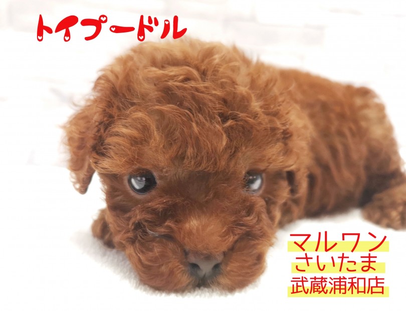 【 ティータイニープードル 】生後60日で524g！成犬予想2kgのミニサイズ！