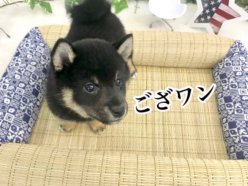 従順で愛情深いベストパートナーに | 柴犬 （914465） - 志村坂下店
