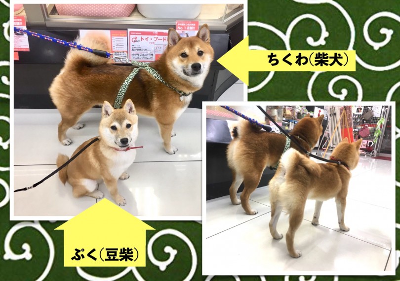 豆柴のぷくちゃん(7kg)と柴犬のちくわ君(13kg) | 豆柴 （6130805） - 大倉山店