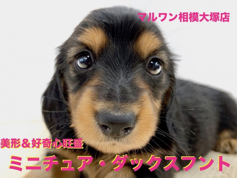 【 ミニチュア・ダックスフント 】美貌とアクティブさを兼ね揃えたユーティリティーワンコ！遊び方には無限の可能性？