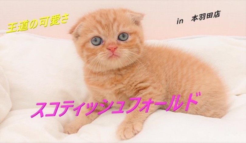 【 スコティッシュフォールド 】これぞ王道の可愛さ!!たれ耳にゃんこ登場!!