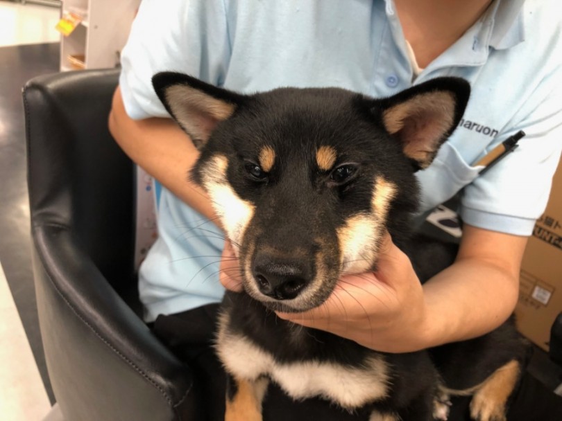 ほっぺたをマッサージ | 柴犬 （119140） - 梅島店