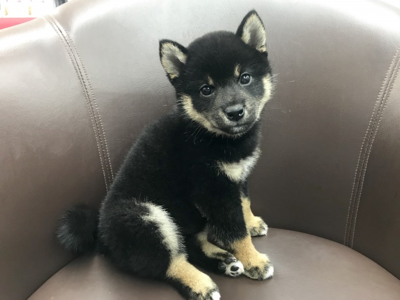 生後70日で1.6㎏ | 柴犬 （914465） - 志村坂下店