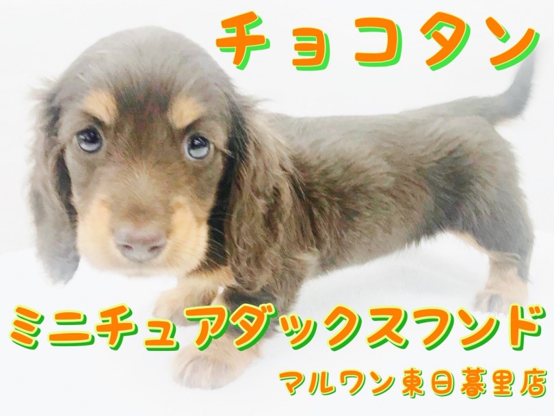 【 ミニチュア・ダックスフント 】長いくるりんまつ毛の濃厚チョコタンだち子見参！