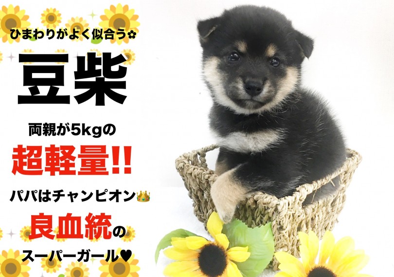 【 豆柴・女の子 】パパはチャンピオン！両親5kgの超軽量・横浜NO.1の逸材！