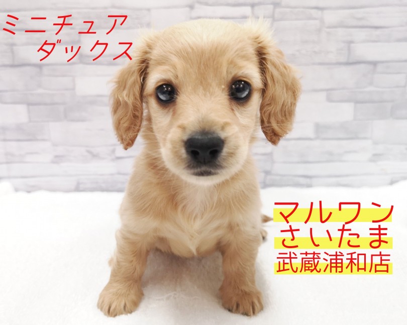 【 ミニチュア・ダックスフント 】超必見のキレイなクリームカラー！短足と大きなお耳がチャームポイント！！