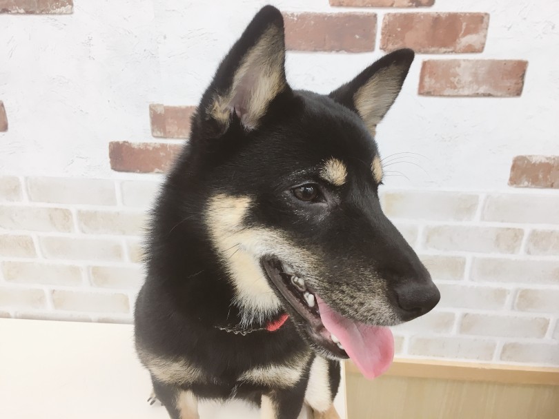 和犬ならではの凛々しさ | 豆柴 （713608） - 鶴見店