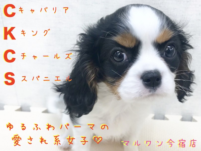 【 キャバリア 】神奈川県内の方必見の愛されキャラ！？3つのポイントを徹底分析！