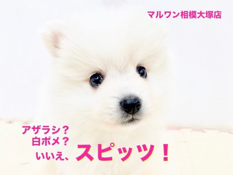 【 スピッツ 】アザラシ？白ポメ？いいえ、元気いっぱいスピッツ！カメラ目線は得意技！
