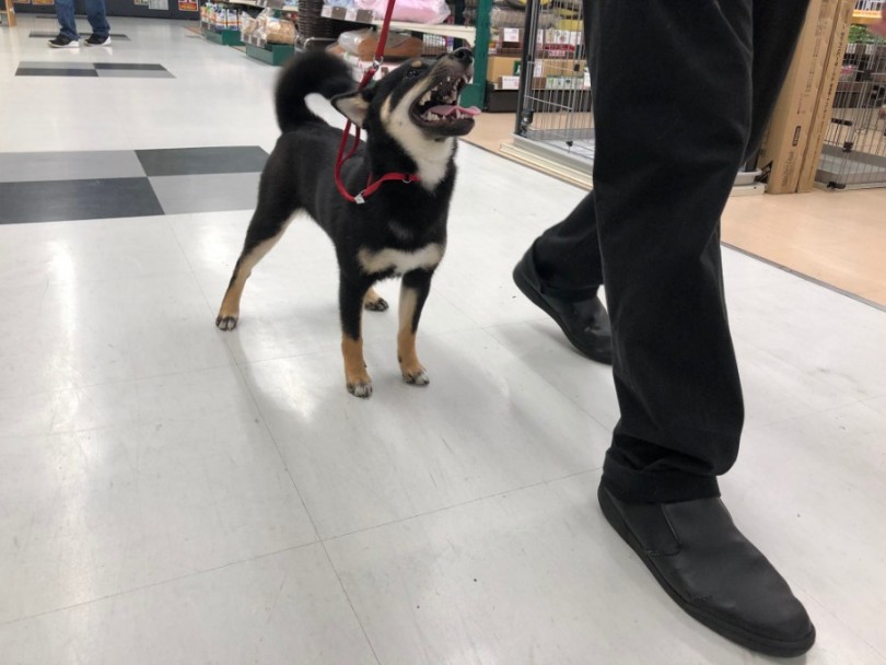 店内お散歩風景 | 柴犬 （119140） - 梅島店