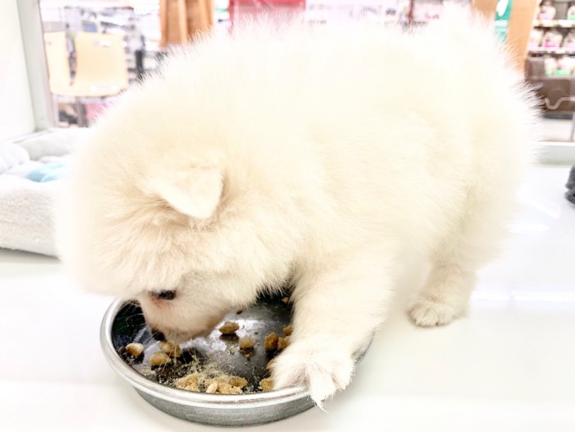 スゴイ勢いで食べてます | スピッツ （814526） - 相模大塚店